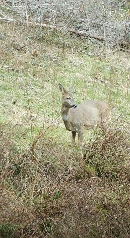 Ferienwohungen Im Kuchersbach 霍恩伯格 外观 照片